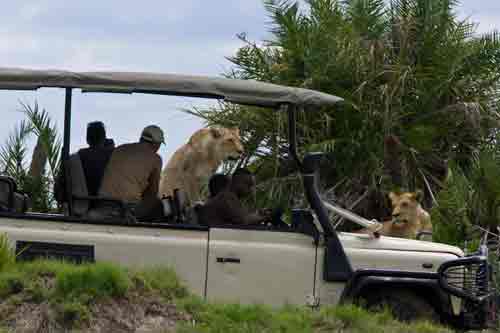 Duba Plains Camp - Okavango Botswana