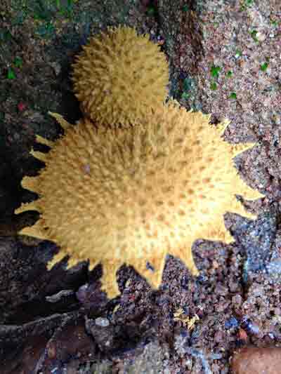 Livingstonia - noord Malawi