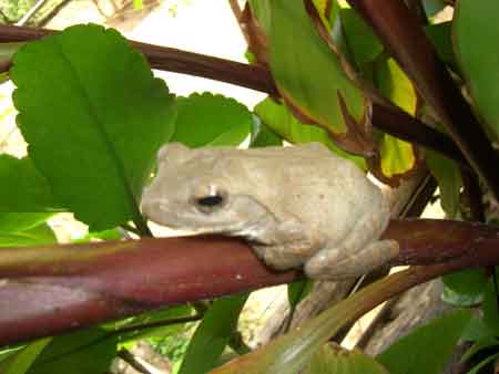 Makuzi Beach Lodge - Lake Malawi