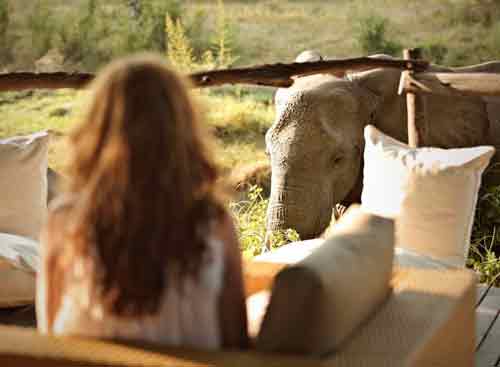 Jackalberry Tree House - South Luangwa Zambia