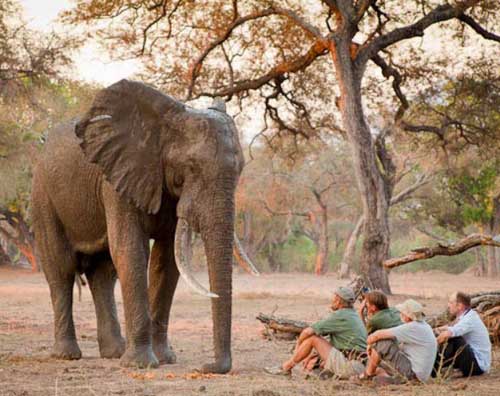Goliath Safari Camp - Mana Pools Zimbabwe