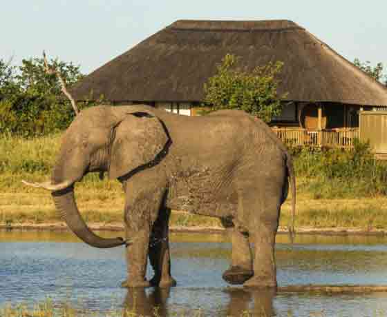 Nehimba Camp - Hwange Zimbabwe