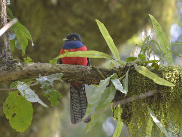 Saadani safari Tanzania