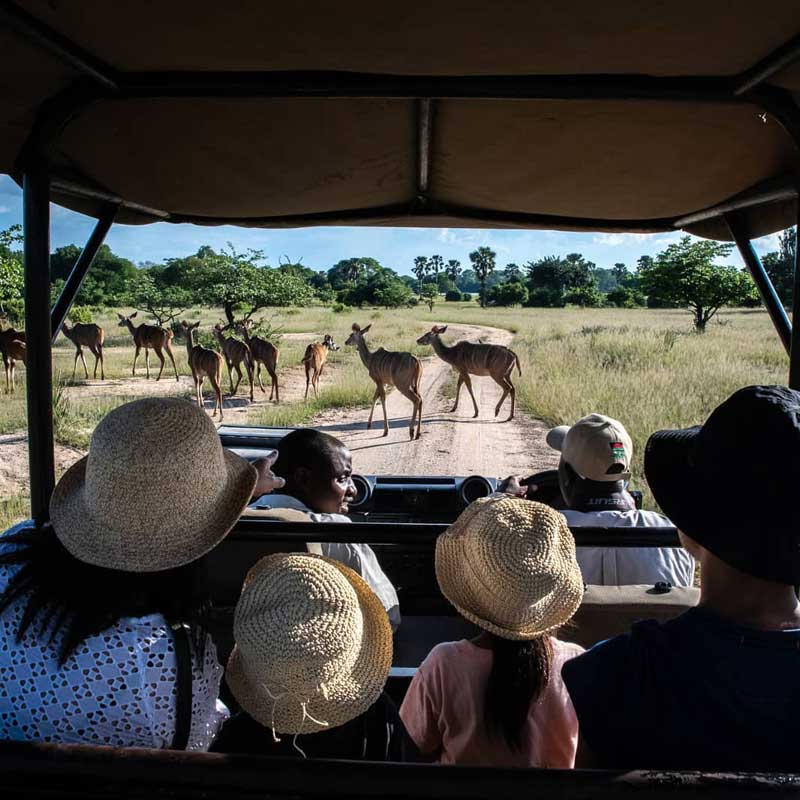 Liwonde National Park in Malawi 