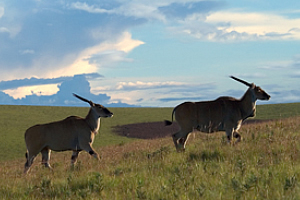 Nyika Plateau Malawi