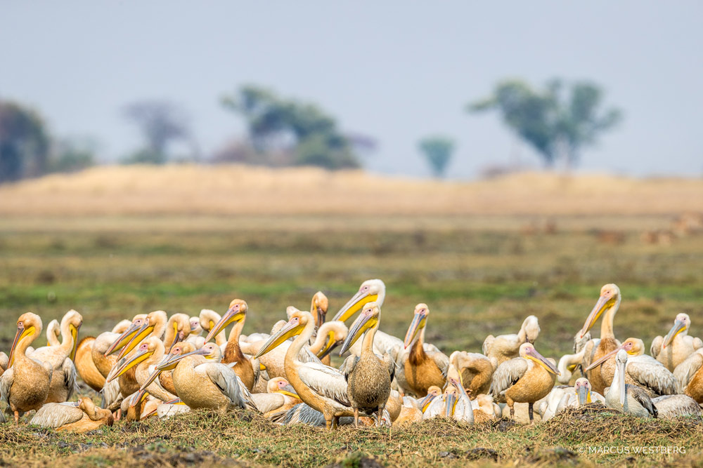 Zimba Safaris | Kafue National Park Zambia