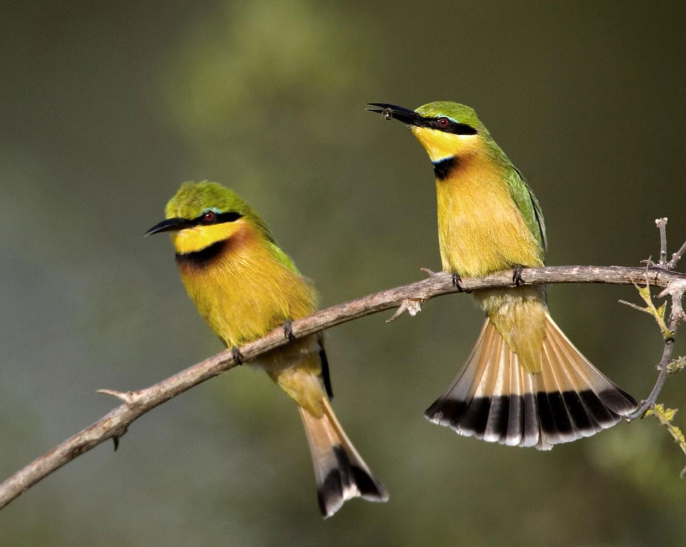 South Luangwa National Park Zambia