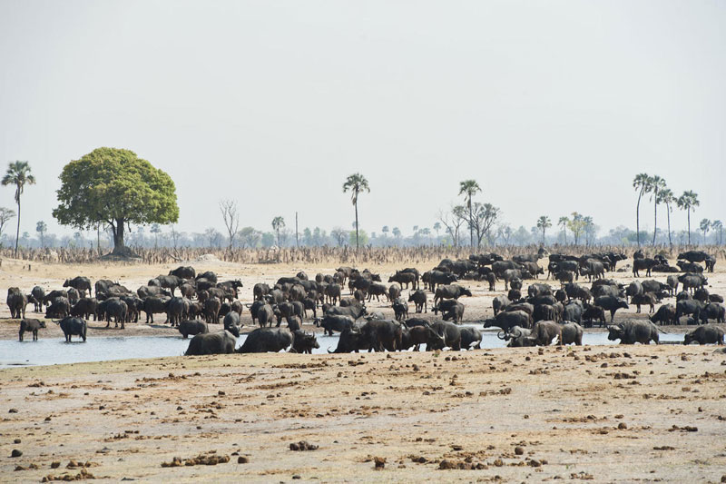 Zimbabwe Hwange National Park