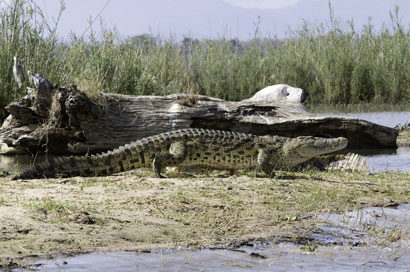 Liwonde National Park in Malawi 