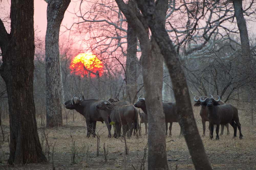 Majete National Park Majete Lengwe Safari Malawi