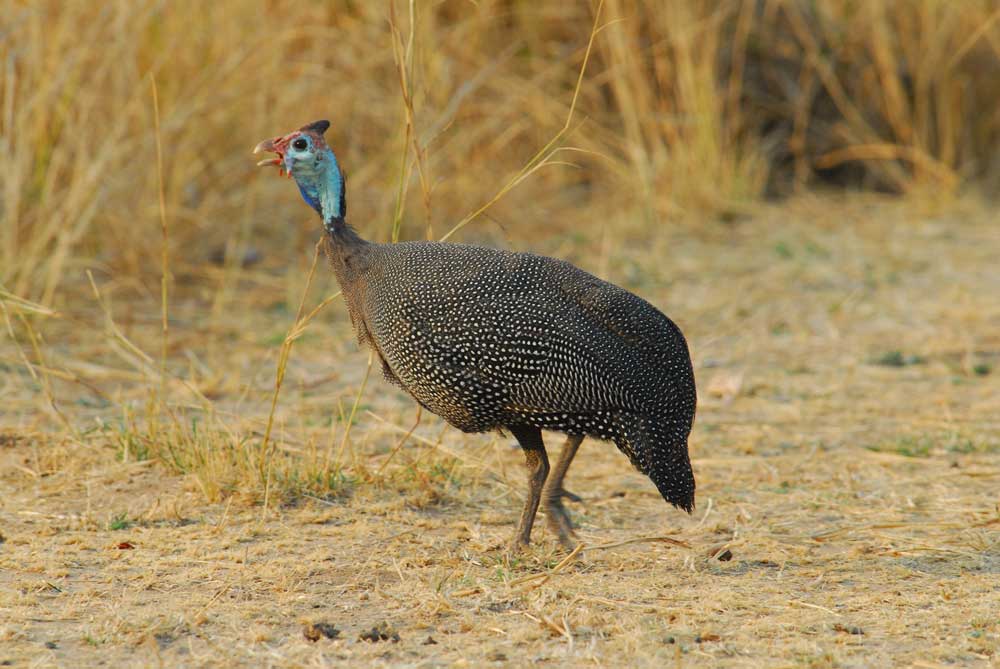 Majete National Park Majete Lengwe Safari Malawi