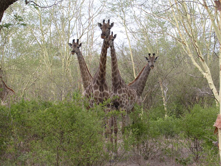 Lengwe National Park Majete Lengwe Safari Malawi