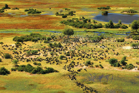 Okavango Delta Moremi Botswana