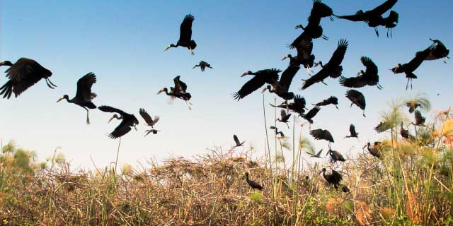 Okavango Delta Moremi Botswana