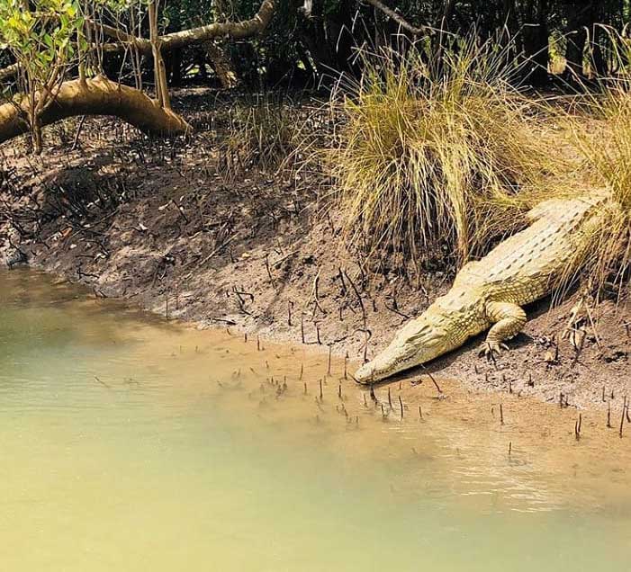 Saadani safari Tanzania