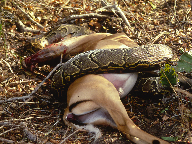 Selous safari Tanzania